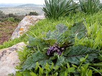 Mandragora officinarum 2, Alruin, Saxifraga-Ed Stikvoort